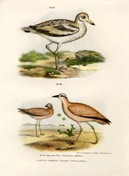 Kragentrappe, 1864